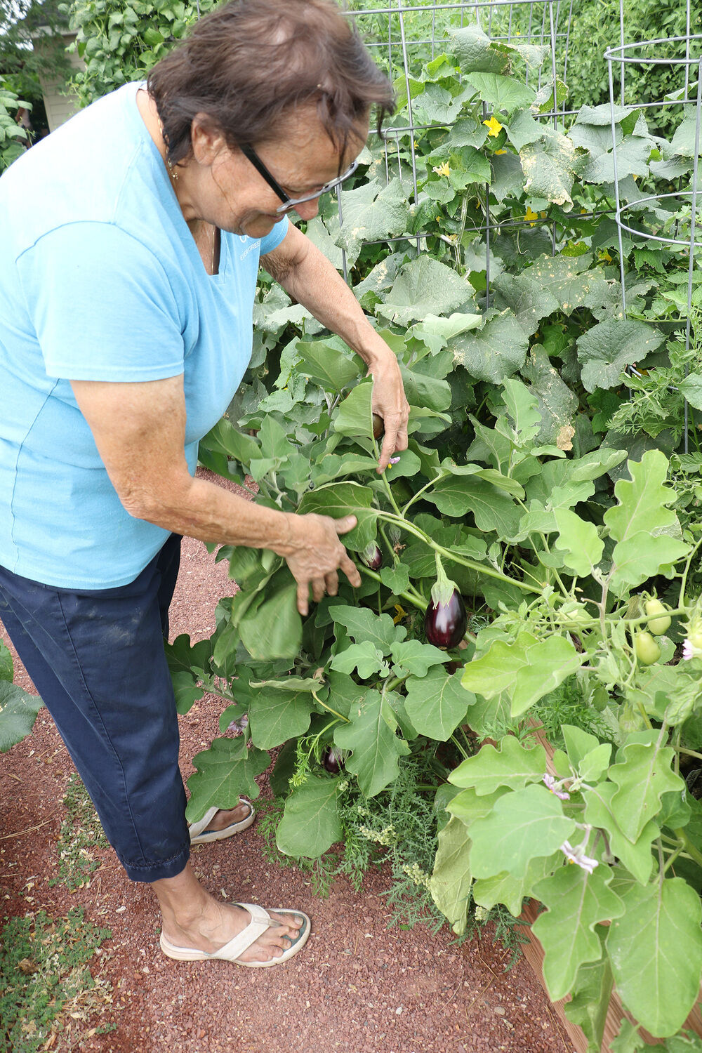 Ever Green House Community Garden harvest underway